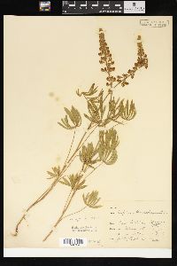 Lupinus brevicaulis image