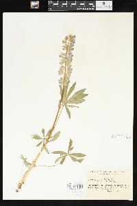 Lupinus burkei image