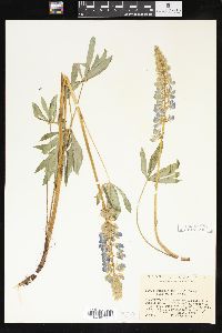 Lupinus burkei image