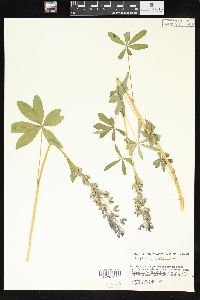 Lupinus burkei image