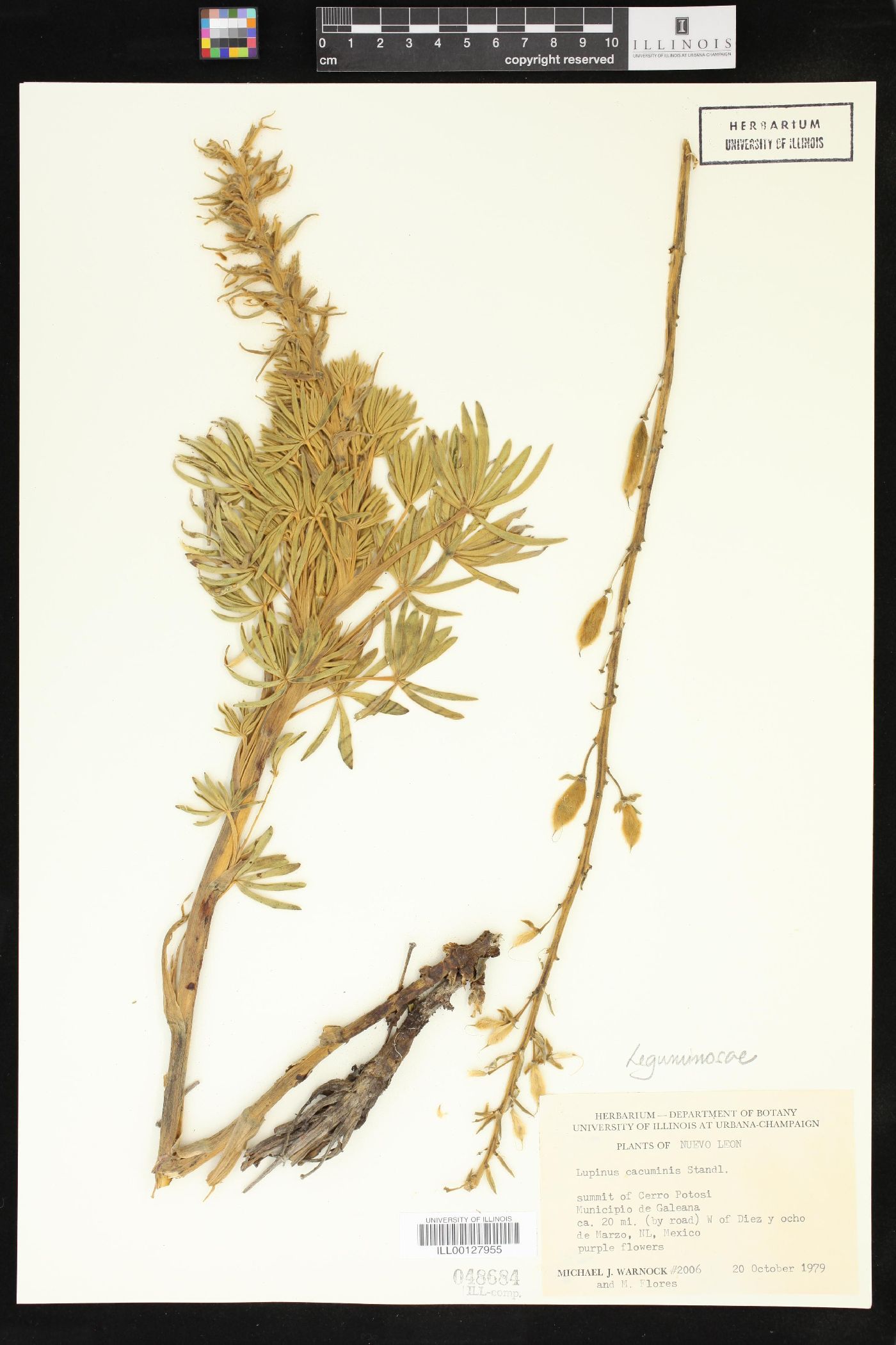 Lupinus cacuminis image