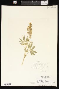 Lupinus caudatus image