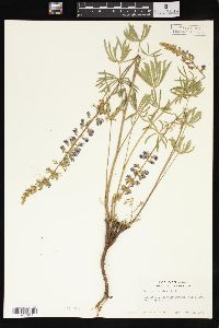 Lupinus caudatus image