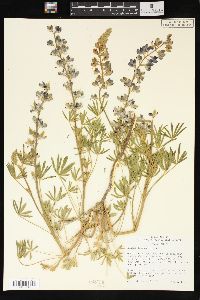 Lupinus caudatus image