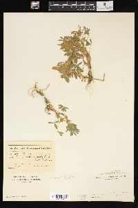 Lupinus chamissonis image