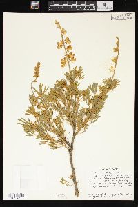 Lupinus chamissonis image