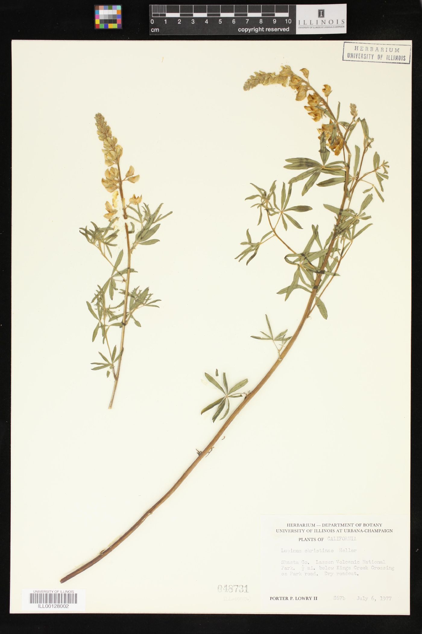 Lupinus christinae image