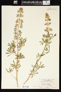 Lupinus columbianus image