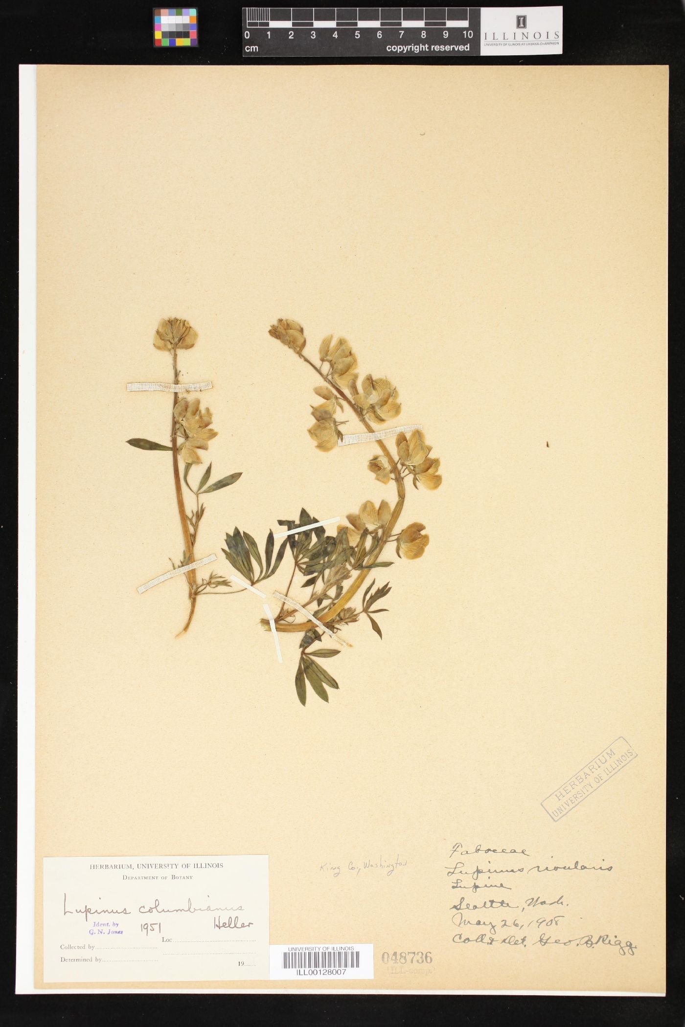 Lupinus columbianus image