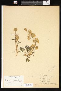 Lupinus columbianus image