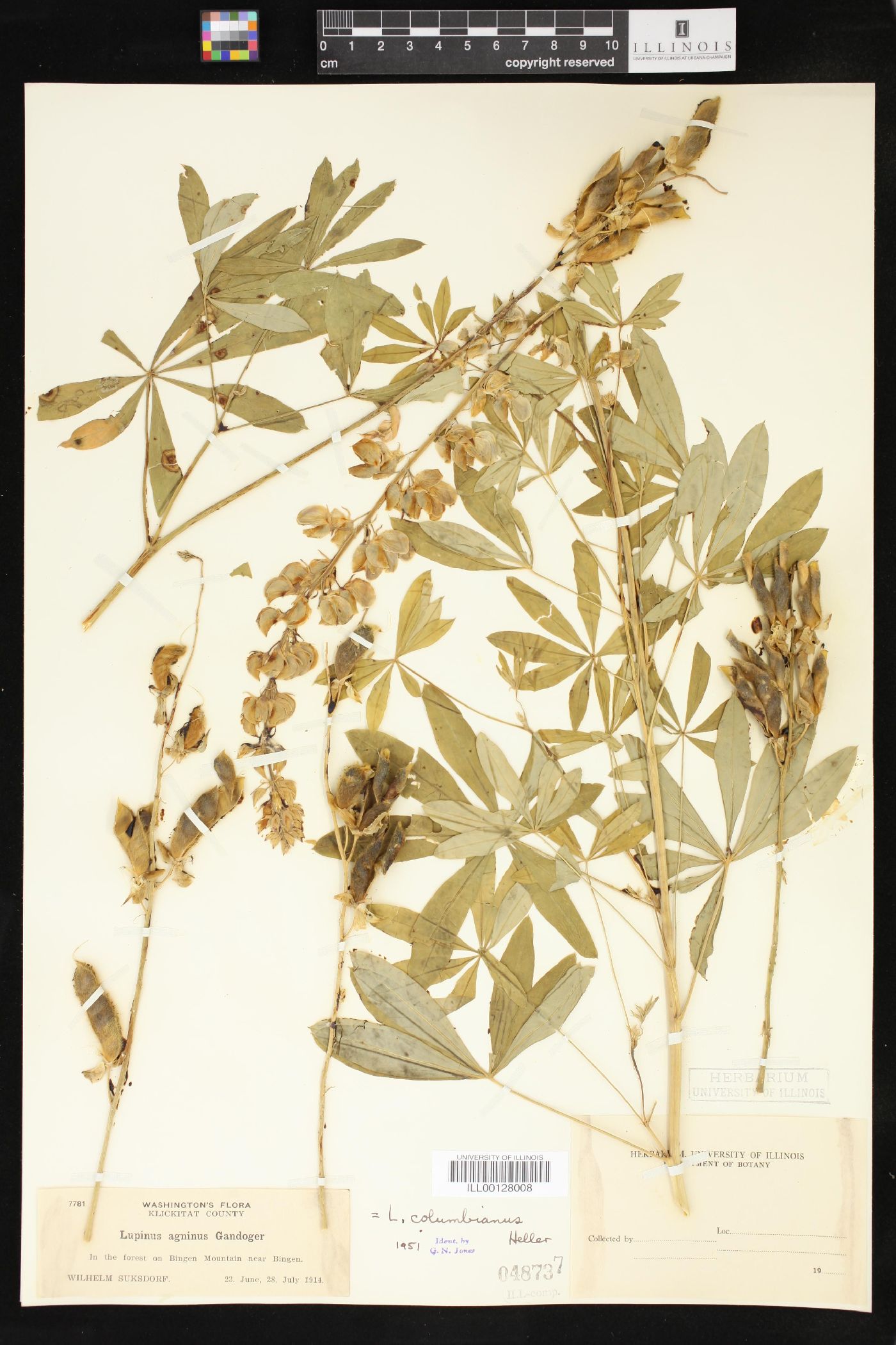 Lupinus columbianus image