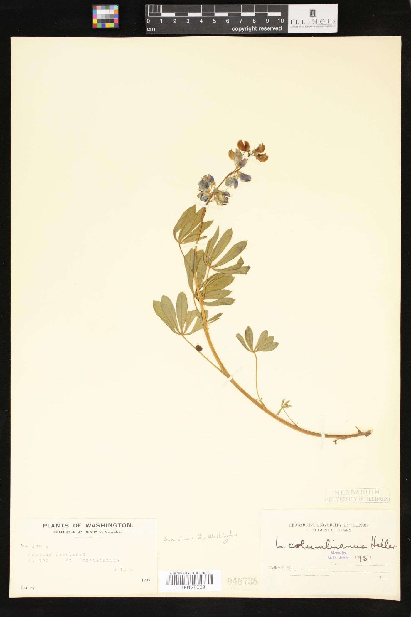 Lupinus columbianus image