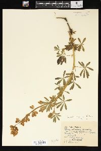 Lupinus columbianus image