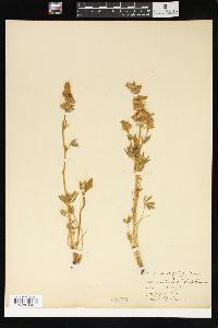 Lupinus confertus image