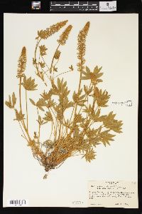 Lupinus confertus image