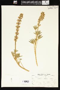 Lupinus confertus image