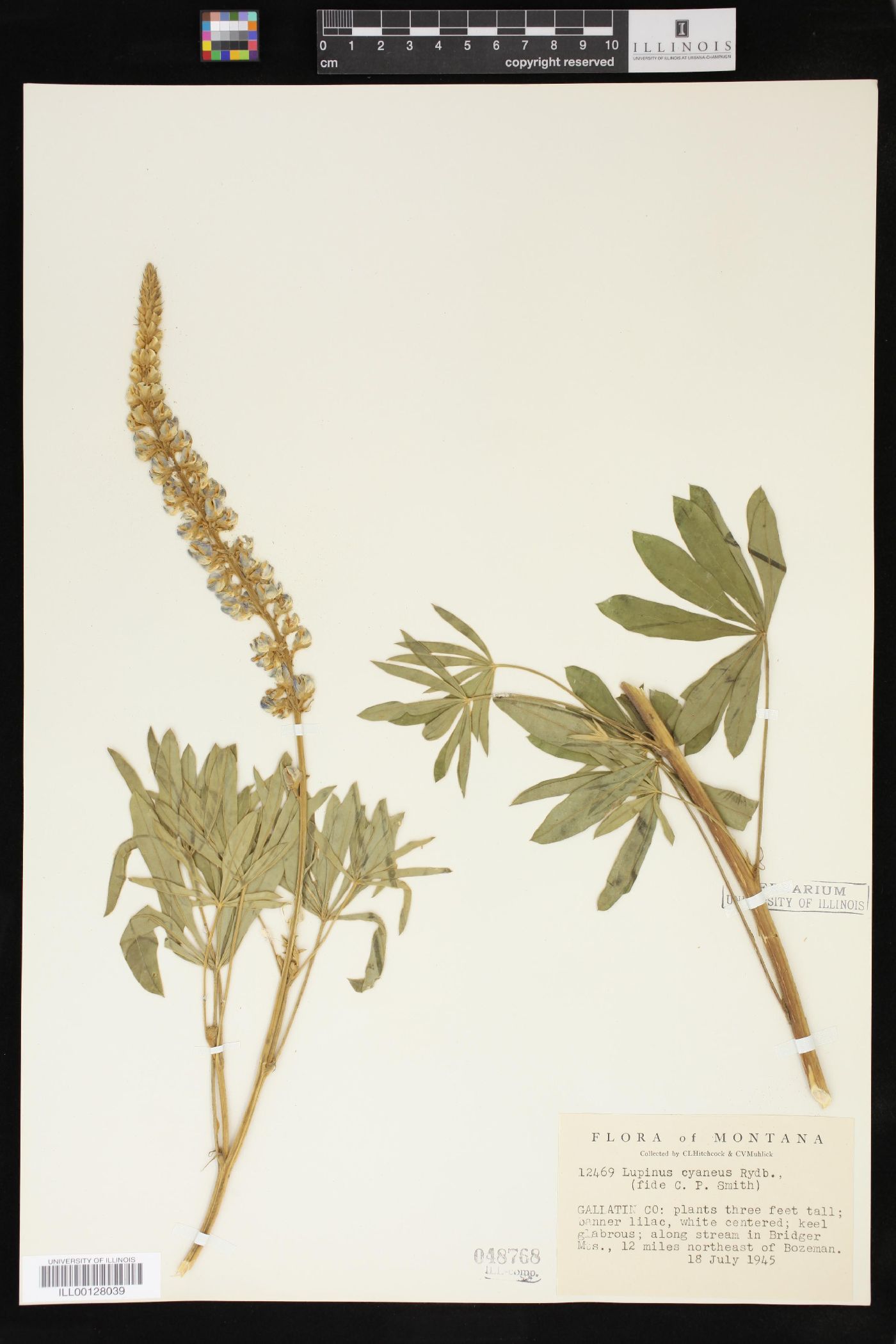 Lupinus cyaneus image