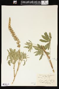 Lupinus cyaneus image