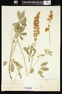 Lupinus cytisoides image