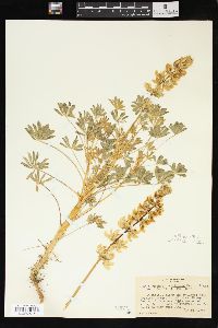 Lupinus densiflorus image