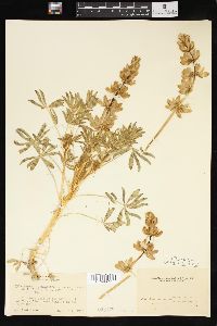 Lupinus densiflorus image