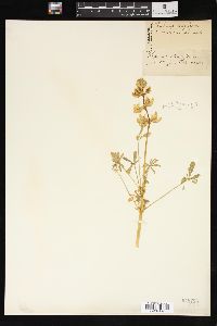 Lupinus densiflorus image