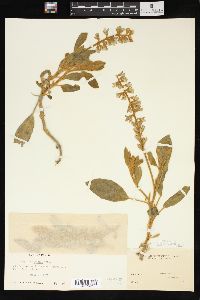 Lupinus diffusus image