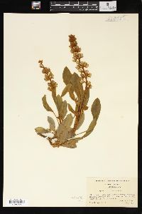 Lupinus diffusus image