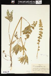 Lupinus elongatus image