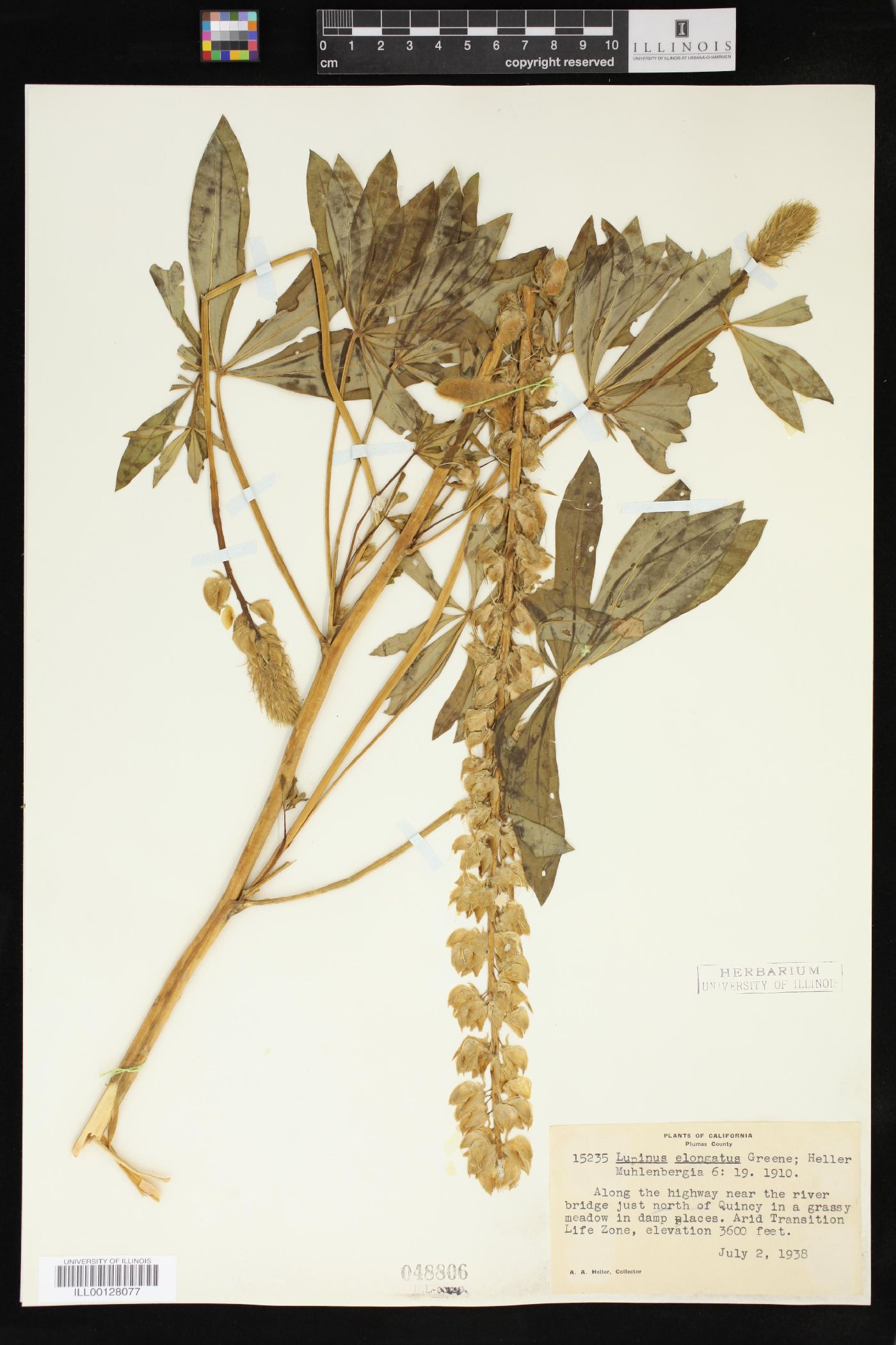 Lupinus elongatus image