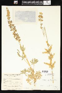 Lupinus excubitus image