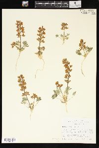 Lupinus flavoculatus image