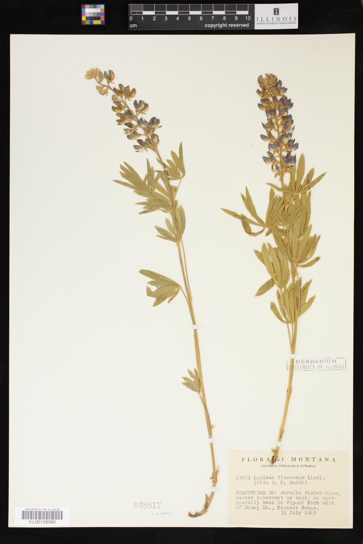 Lupinus sericeus subsp. sericeus image