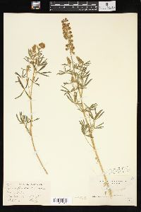 Lupinus floribundus image