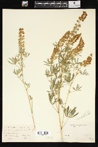 Lupinus floribundus image