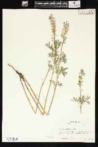 Lupinus floribundus image