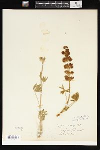 Lupinus grayi image