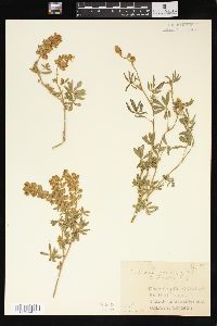 Lupinus formosus var. robustus image