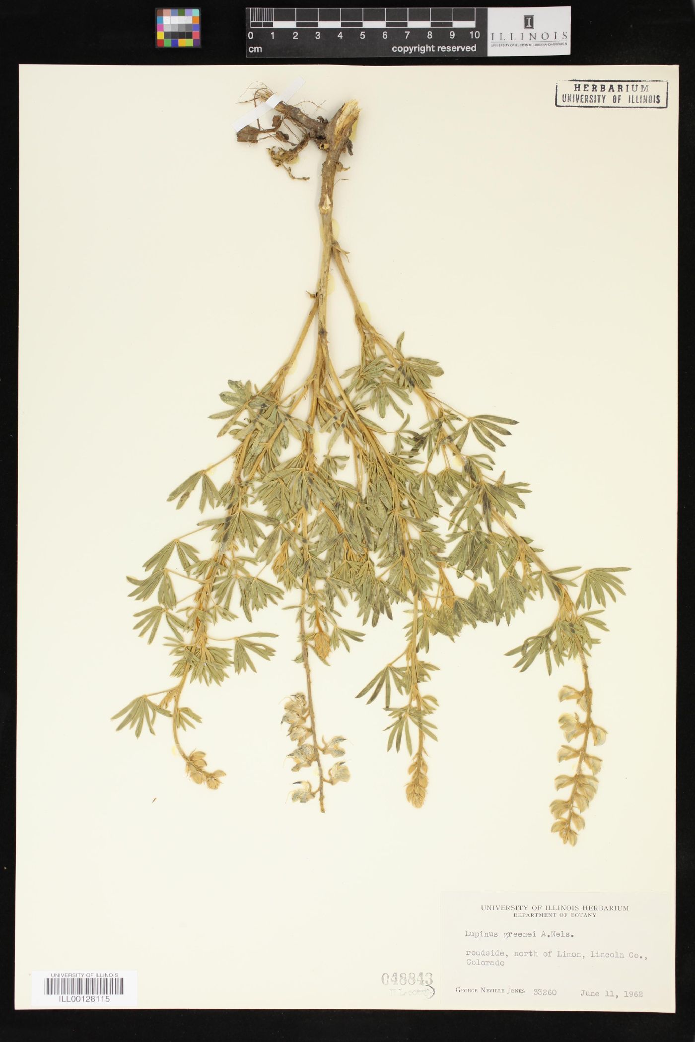 Lupinus formosus var. robustus image