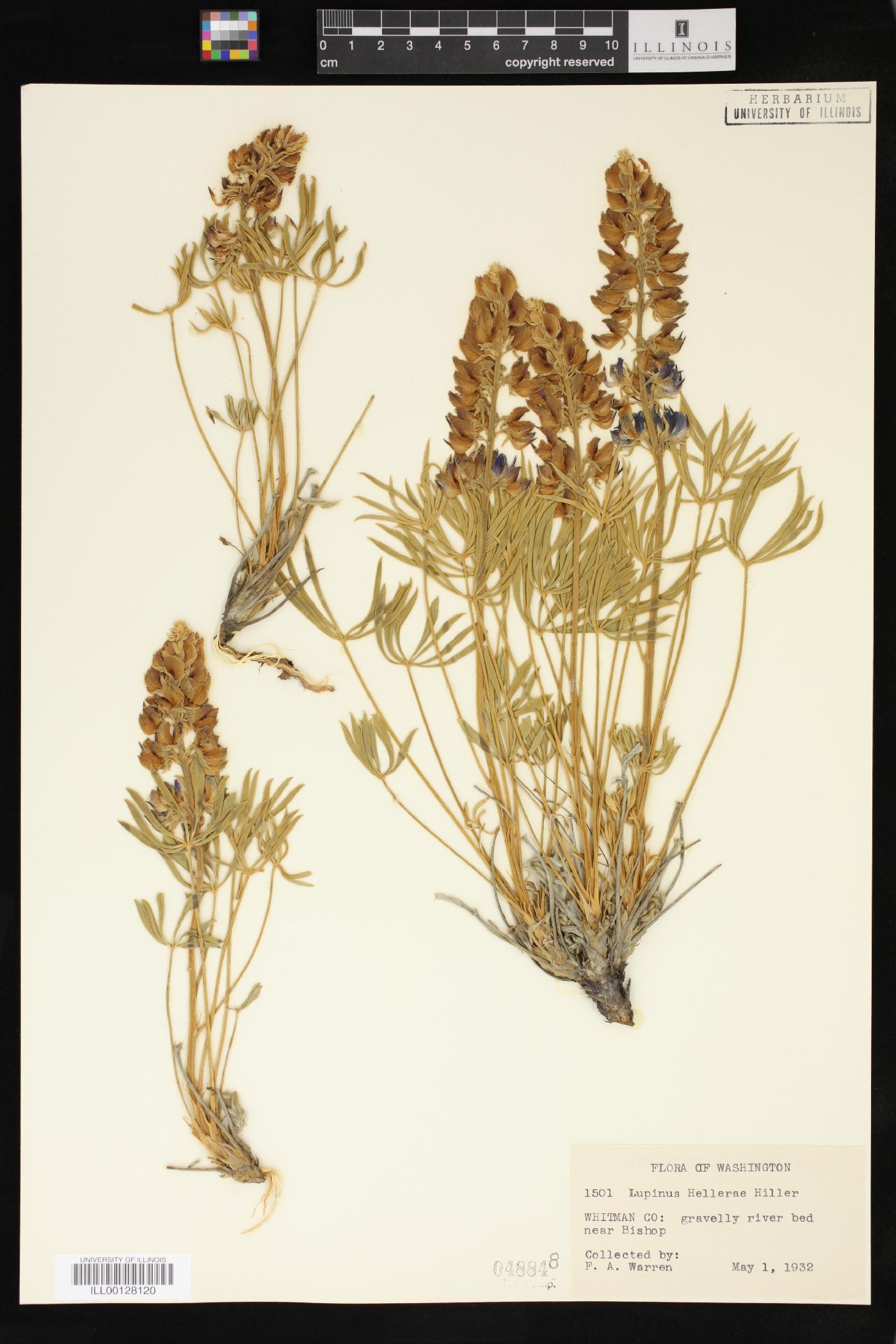 Lupinus hellerae image