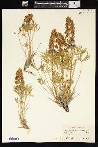 Lupinus hellerae image