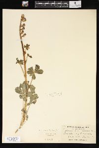 Lupinus hirsutissimus image