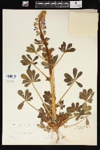 Lupinus hirsutissimus image