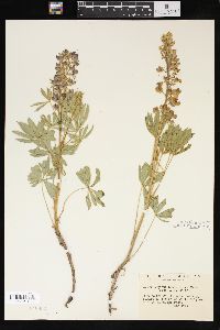 Lupinus humicola image