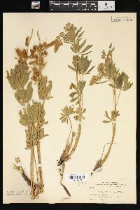 Lupinus humicola image