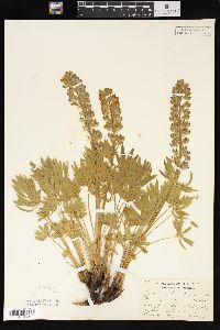 Lupinus humicola image