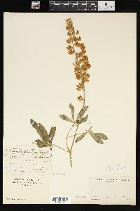 Lupinus latifolius image