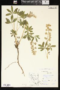 Lupinus latifolius image