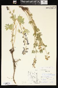 Lupinus latifolius image