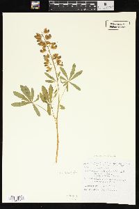 Lupinus latifolius image